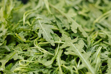 Fresh arugula at small local urban market. Organic produce on sale at outdoor farmer market. Selling fresh crops and veggies harvest. European urban setting. Close up. Part of the series.