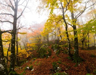 Misty autumn forest with golden and red leaves covering a mossy hillside.