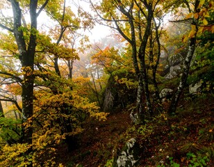 Obraz premium Misty autumn forest path, vibrant foliage, sunlight filtering through trees, rocky hillside.