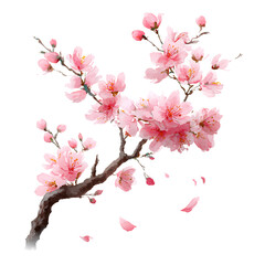 Obraz premium Watercolor Sakura Branch with Pink Blossoms and Gentle Petals Falling, Transparent Background
