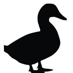 Classic Profile of a Domestic Duck on White Background