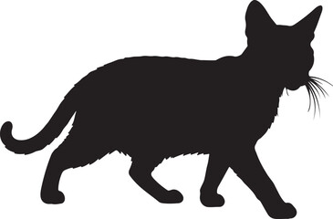 Suphalak cat walking full image in silhouette image white background.