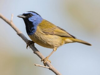 Fototapeta premium Blue-capped Tanager bird