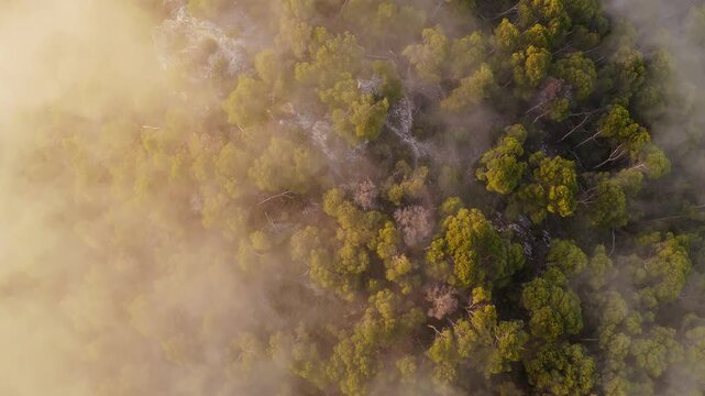 Drone video flying above mountain forest in Spain, with soft clouds in the foreground partially covering the treetops.