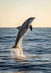 Obraz premium Dolphin Leaping Out of the Ocean at Sunset
