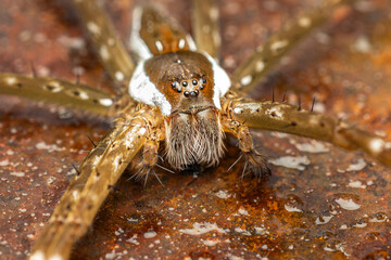 Spinder