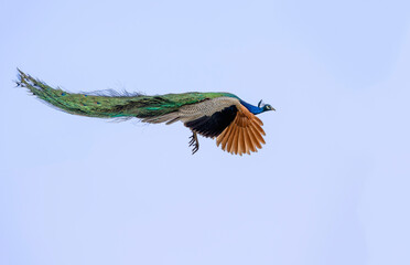 Peacock