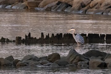Great Blue Heron on Rocks