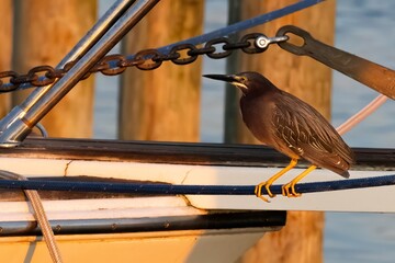 Green Heron on Mooring Line