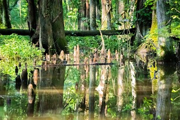 Cypress Swamp Reflections