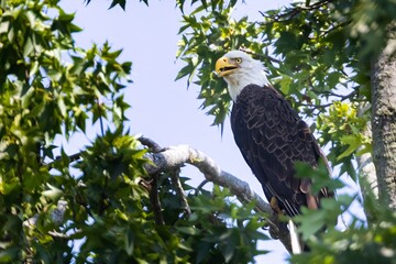Bald Eagle in Tree 2