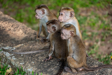 monkey sitting on the ruins of a monastery, Anuradhapura, Sri lanka