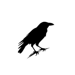 crow on a white background