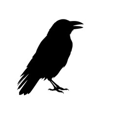 crow on a white background