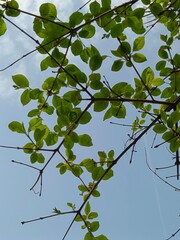 
Flowers, plants, inflorescences, stamen, pistil, greenery, flora, color, light, inflorescence,...