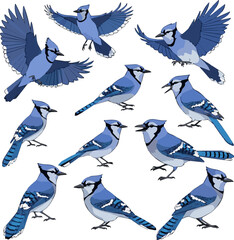 Isolated a Kinds of deferent Blue jay vector art with white background.