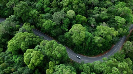 Winding road through dense green forest in a tropical landscape during daytime