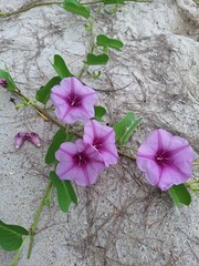 Blooming pink and purple flowers spilling from a rustic stone wall