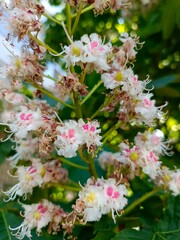 
Flowers, plants, inflorescences, stamen, pistil, greenery, flora, color, light, inflorescence,...