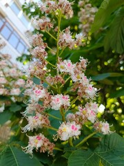 
Flowers, plants, inflorescences, stamen, pistil, greenery, flora, color, light, inflorescence,...