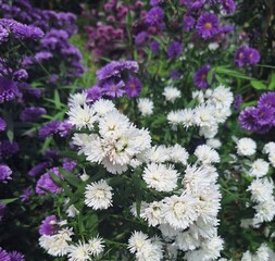Pink and white chrysanthemums bloom in a close-up garden view, showcasing their delicate petals and beautiful floral design