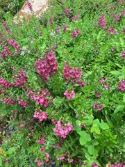 A beautiful garden in full bloom with colorful pink, red, and white flowers and lush green plants