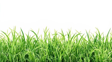 Fototapeta premium Large seamless green grass pattern on white background, fresh natural turf texture for eco design, gardening, landscaping, summer and spring nature, vibrant organic lawn detail