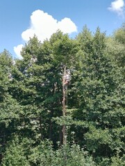 Fototapeta premium Profession, tree climber, lumberjack, tree felling, insurance, deforestation, forest, nature, man, profession, example, labor, work
