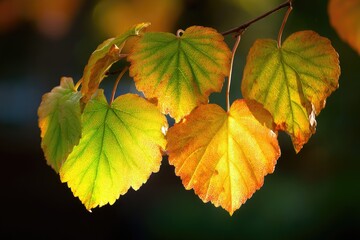 Obraz premium Autumn Leaves