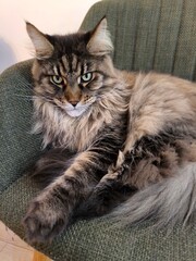 A proud and majestic Maine Coon lies relaxed in a chair