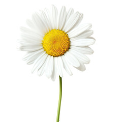 Naklejka premium Single daisy, green stem, black background, nature