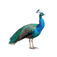 Obraz premium Majestic Peacock Standing, Zoo Enclosure, Dark Background, Wildlife Photography