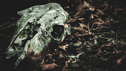 Animal skulls in the forest among dry leaves