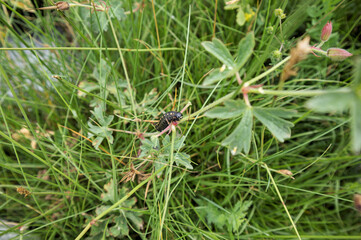 Obraz premium Black caterpillar in wild grases.