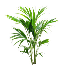 Fototapeta premium Lush Green Palm Indoor Plant Studio Shot