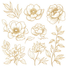 Botanical illustration of assorted gold flower sketches