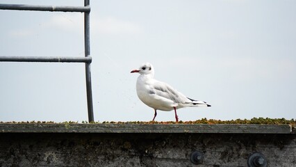 Herring gull, a seabird seen in coastal areas and on beaches. A common bird in Europe. A carnivore...