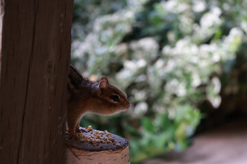 Chipmunk Eating