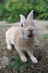 驚いたウサギ