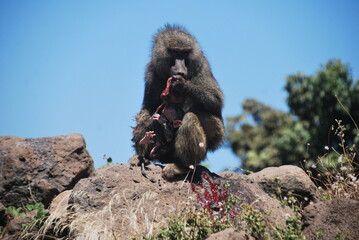 Olive Baboon Giving Birth in Serengeti, Tanzania