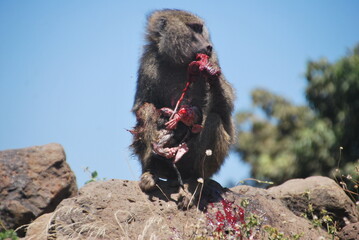 Olive Baboon Giving Birth in Serengeti, Tanzania