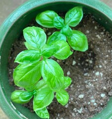 basil in a pot
