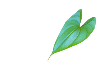 Heart-Shaped Leaf Isolated