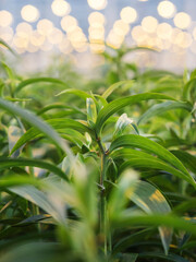 Obraz premium Lily plant with warm ambient greenhouse lighting creating inviting cultivation atmosphere