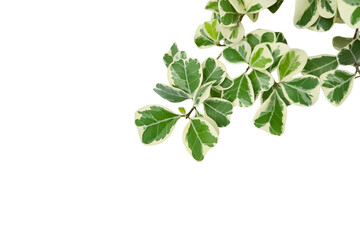 Fototapeta premium 2. Mistletoe Fig or Ficus Deltoidea Leaf Cluster Isolated
