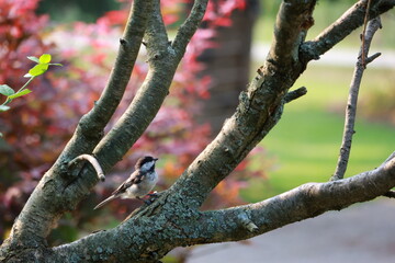Bird on branch