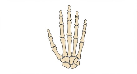 Anatomical Bone Hand Illustration in Beige and Black on White