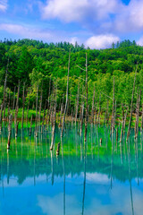 白金青い池・白い雲（北海道・美瑛町）