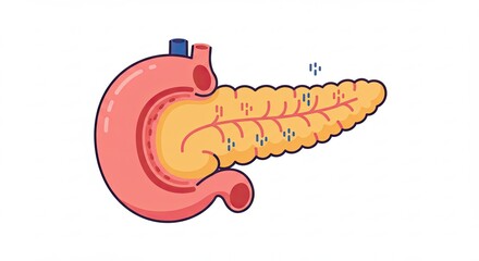 Anatomical Stomach and Pancreas Illustration in Pink and Yellow