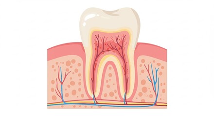 Anatomical Tooth Cross Section with Veins and Nerves on White